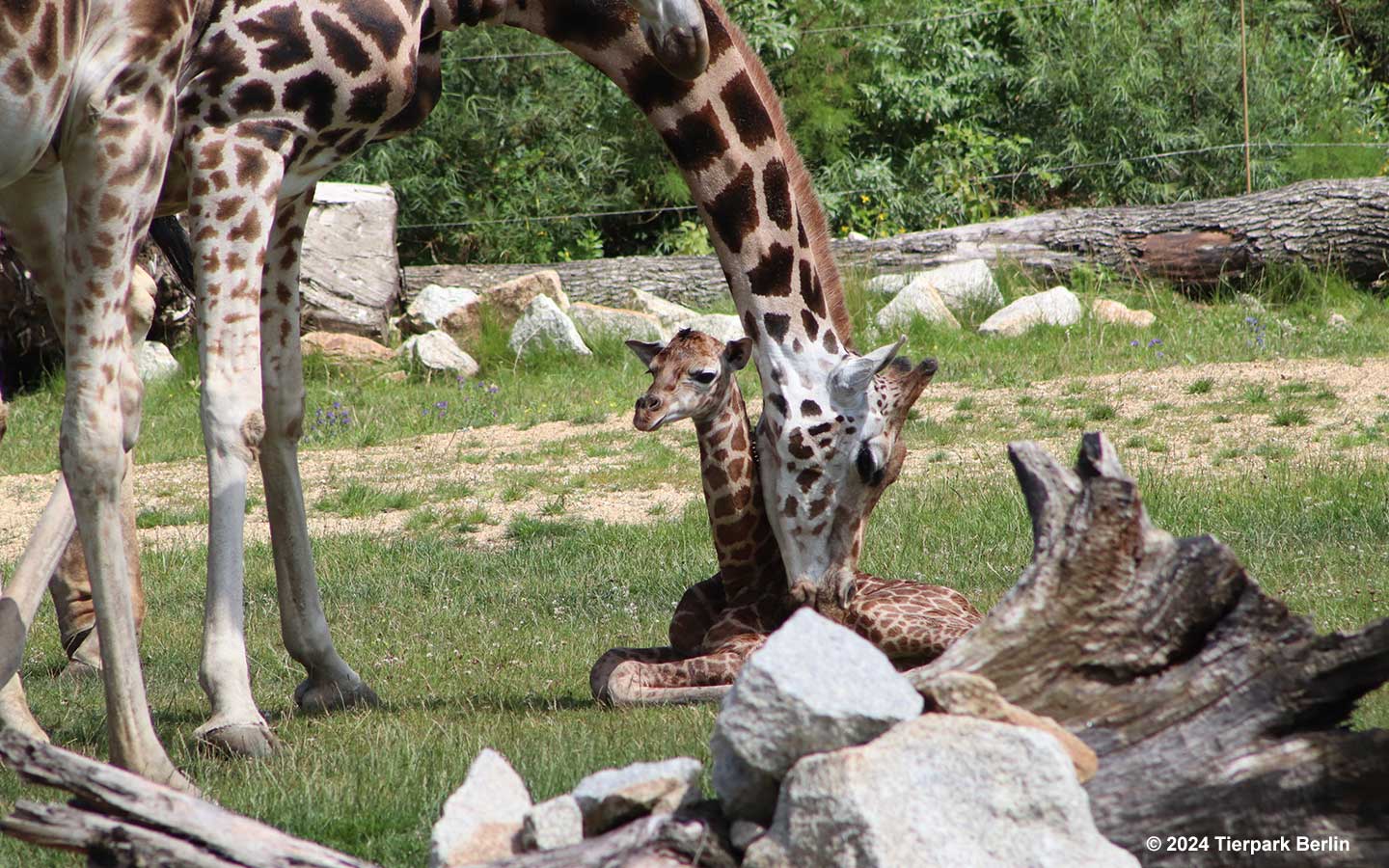 Süßer Nachwuchs bei den seltenen Rothschild-Giraffen im Tierpark Berlin