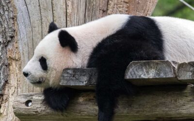 Große Pandas: Schlafen, Fressen und die Hoffnung auf Nachwuchs