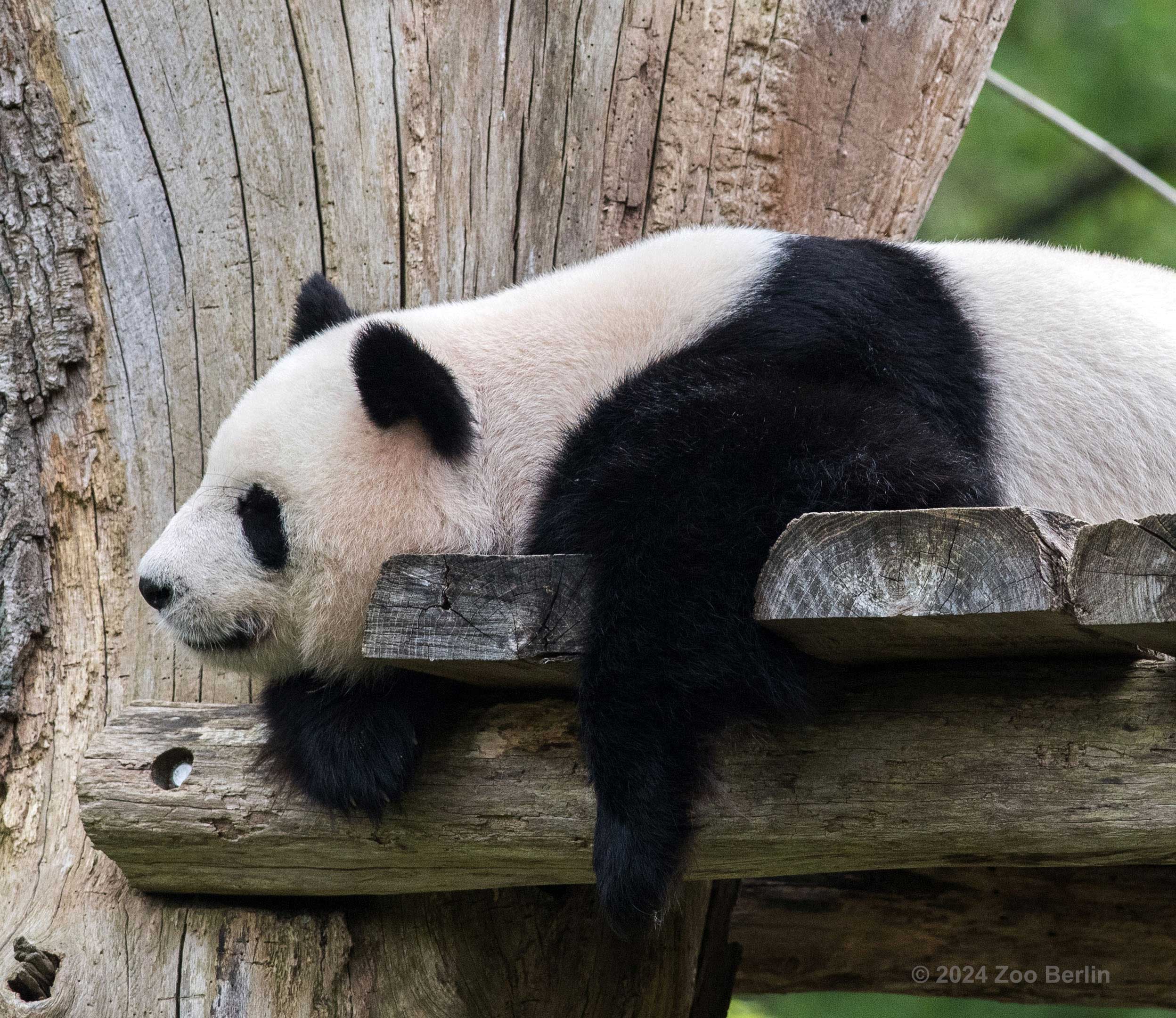 Gemütlichkeit und Schwangerschaft im Panda Garden Was machen die Pandas am liebsten? Natürlich Schlafen & Fressen! Doch aus dieser Gemütlichkeit gleich eine Schwangerschaft abzuleiten, wäre zu einfach. Dennoch stehen die Zeichen im Panda Garden des Berliner Zoos günstig