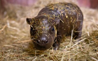 Große Namenssuche für kleines Mini-Hippo im Zoo Berlin: Jetzt mitmachen und Namen vorschlagen!