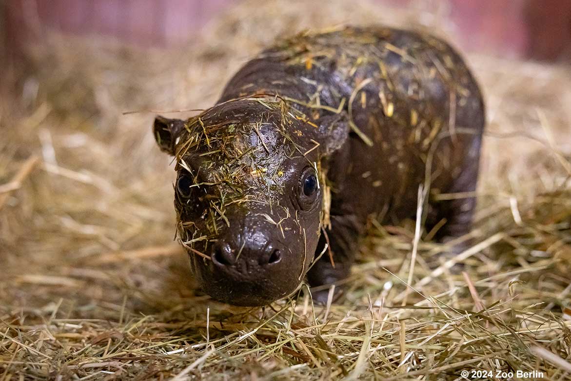 Große Namenssuche für kleines Mini-Hippo im Zoo Berlin: Jetzt mitmachen und Namen vorschlagen!